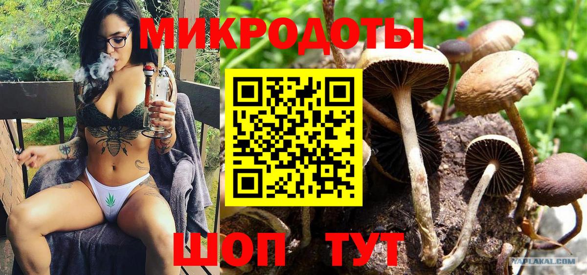 Псилоцибиновые грибы Psilocybine cubensis Красноуфимск